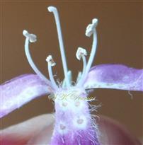  Stamens